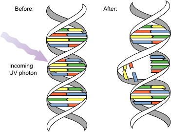 DNA_UV_mutation
